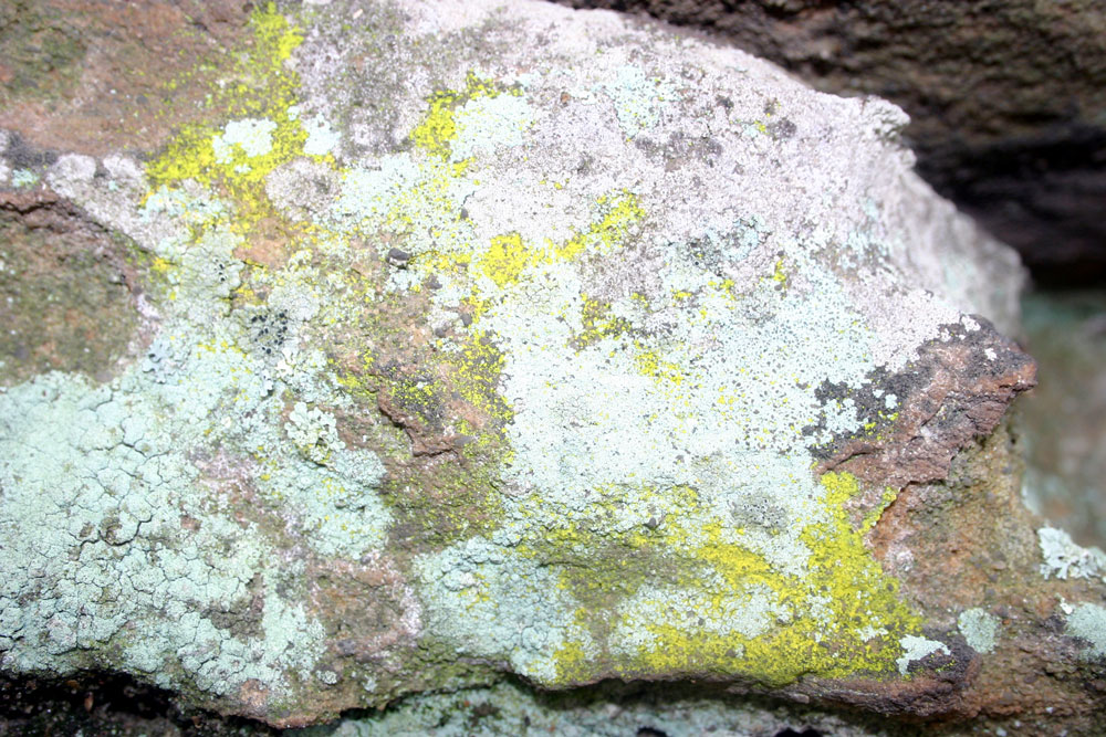 lichen14